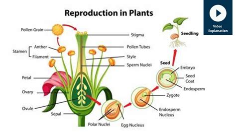 Reproduction in Plants | Experihub Learning