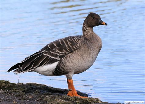 Identify Bean Goose - Wildfowl Photography.