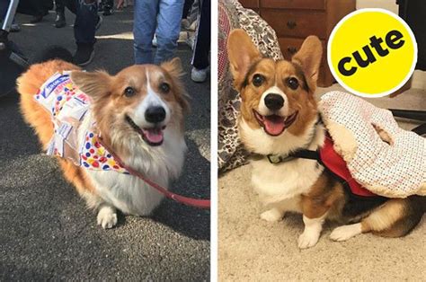 25 Of The Very Best Corgis Wearing Halloween Costumes — BuzzFeed | Corgi, Diy dog costumes, Cute ...