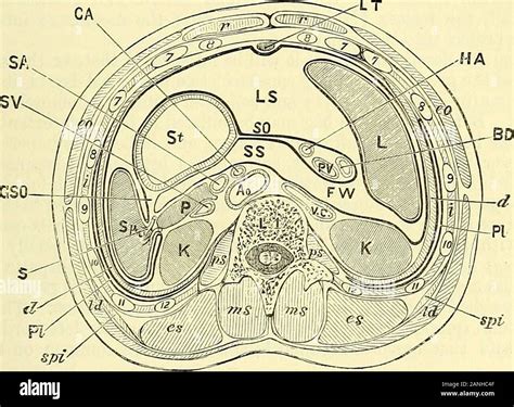 Transverse fissure hi-res stock photography and images - Alamy