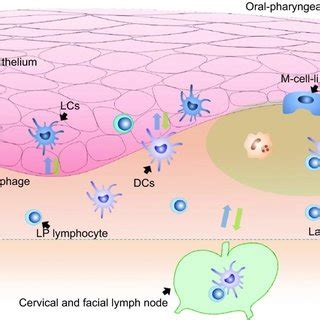 (PDF) The mucosal immune system in the oral cavity—an orchestra of T cell diversity