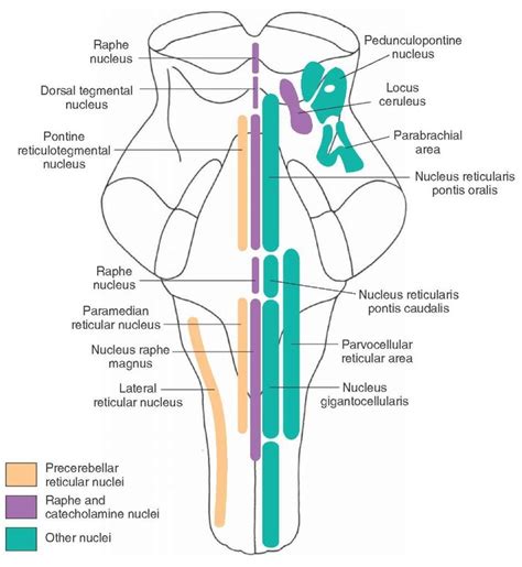 raphe nucleus | Brain stem, Medical pictures, Brain