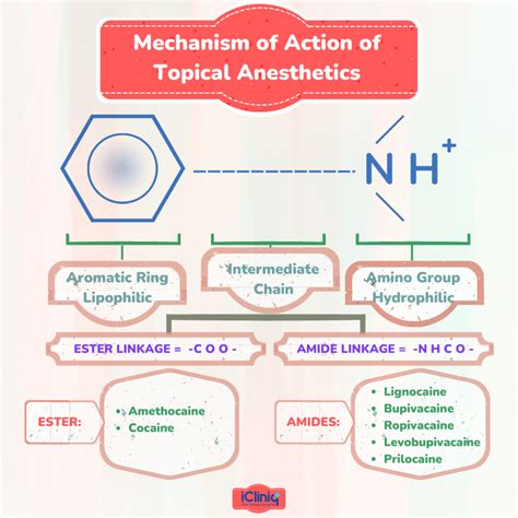 What Is Ester-Type Topical Anesthetics?