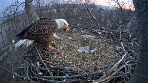 Eagle Nest GIF - Find & Share on GIPHY