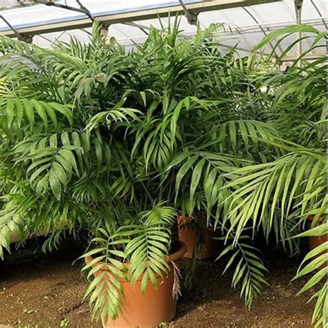 Parlor Palm Tree Seeds chamaedorea Elegans 10seeds - Etsy