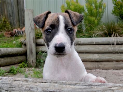 Whippet puppy | Dog expressions, Whippet puppies, Whippet