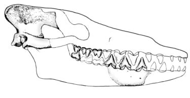 The Origin of Whales and the Power of Independent Evidence | National ...