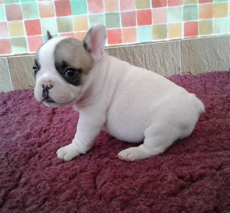 Bouledogue francais a adopter spa gratis – Chien bonheur