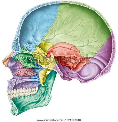 Cavité crânienne. Les os du crâne, : illustration de stock 1021107310 ...