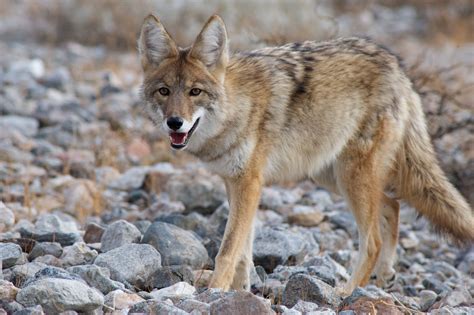 Des poubelles hermétiques pour prévenir la visite des coyotes - Le ...