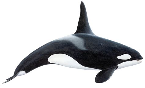 Killer Whale (Orca)