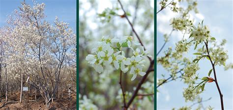 Allegheny Serviceberry | Johnson's Nursery | KB