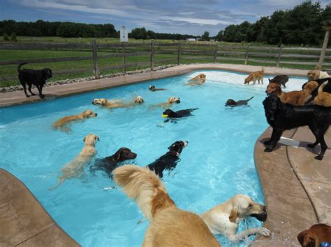 This Is What A ‘Pool Pawty’ At A Dog Daycare Center Looks Like | Bored Panda