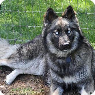 Adele! | Adopted Dog | Sacramento, CA | Keeshond/German Shepherd Dog Mix