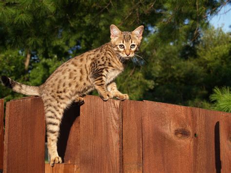 Pin on Savannah Cat | Domestic cat breeds, Cat breeds, Largest domestic cat