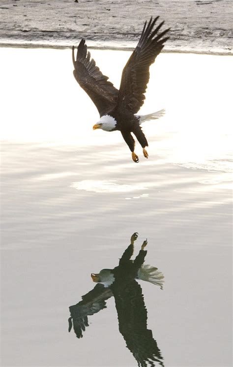 Bald Eagle Landing Over Water Photograph by Clarence Alford - Fine Art ...