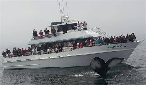 Whale Watching in Monterey Bay | Santa Cruz Whale Watching | By Stagnaro Charters