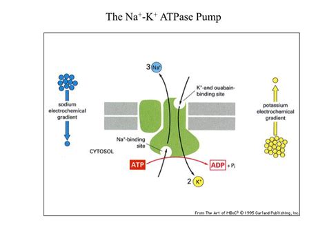 PPT - The Na + -K + ATPase Pump PowerPoint Presentation - ID:5084033