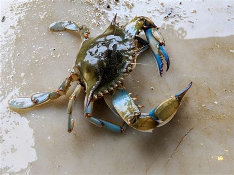 Blue Crabs - Facts, Diet & Habitat Information