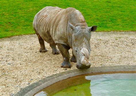 Whipsnade Zoo, 16 April 2017 | Zoo