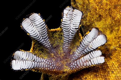 Gecko foot - Stock Image - C014/0963 - Science Photo Library