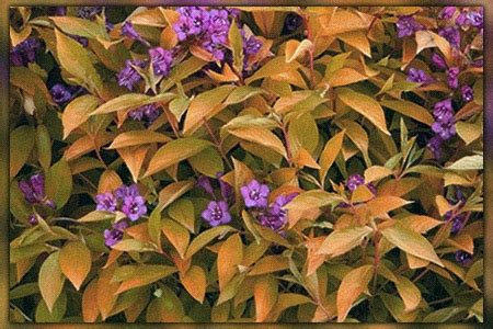 12 Weigela Varieties for a Gorgeous & Fragrant Bed - Worst Room