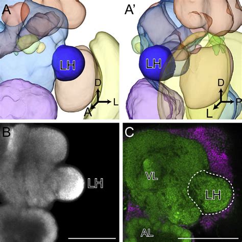 The Lateral Horn. A. Anterior (A) and lateral (A') surface rendering of... | Download Scientific ...