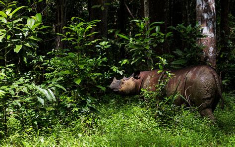 Wildlife Fact Sheet: Sumatran Rhinoceros - Rainforest Action Network