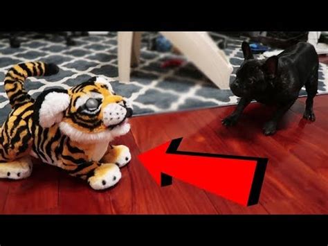 FAKE ANIMAL PRANK ON PUPPY! - YouTube