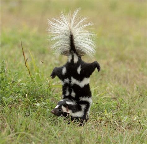 PsBattle: Skunk Final Warning Stance : r/photoshopbattles