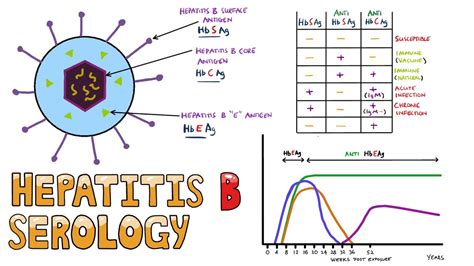 Hepatitis B Serology MADE EASY - How to Interpret Hepatitis B Serology ...