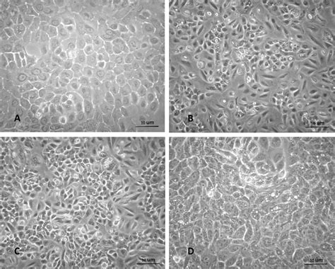 Cynomolgus monkey mammary gland culture predominated by epithelial-like ...