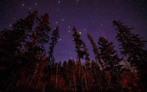 Sky Outside Trees Nature Cosmos Dark Forest Star Light Stars Sky | Forest, Natural landmarks, Nature