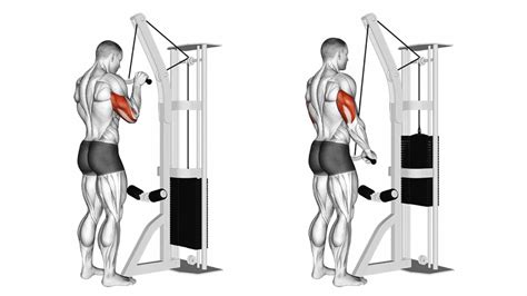 21 Best Triceps Exercises for Muscle Mass and Strength