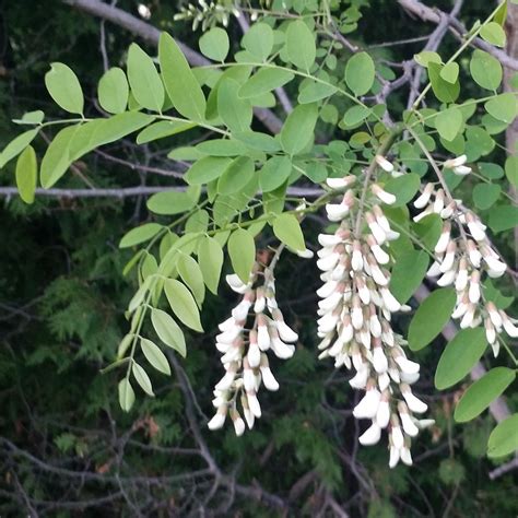 Black Locust Tree – Green Thumbs Garden