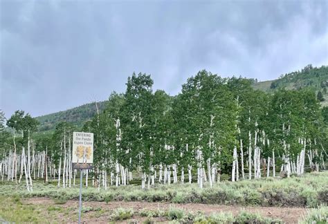 Pando, The Trembling Giant: Aspen Grove | Travel And Tell