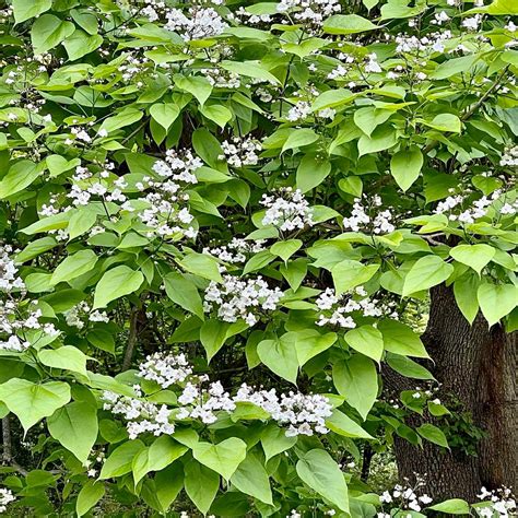 Catalpa speciosa – Gino's Nursery