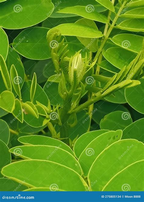 Green leaf nature stock photo. Image of green, branch - 275805134