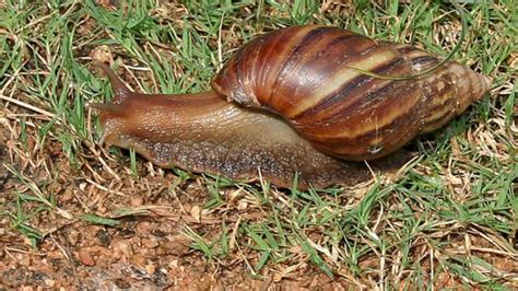 Video Giant African land snail spotted in Florida, section of county under quarantine - ABC News