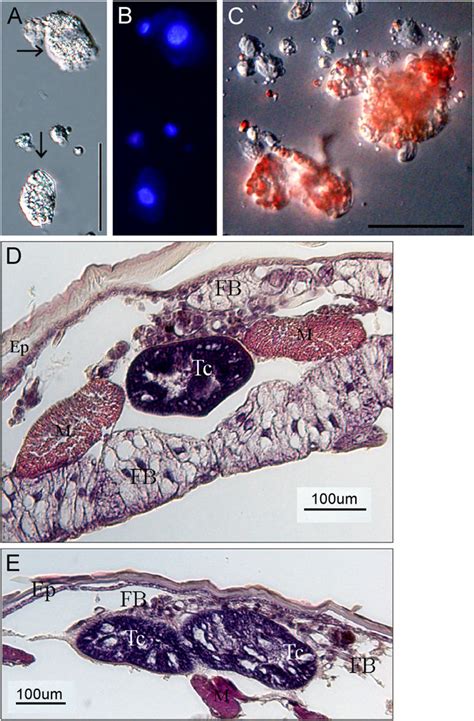 (A) Many cell clusters were observed in the parasitized host hemocoel 6... | Download Scientific ...