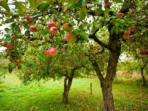 Pruning a 100-Year-Old Apple Tree - Permaculture Skills Center