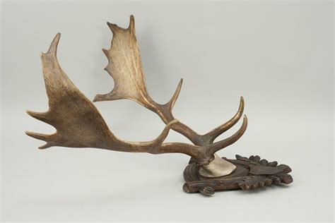 Mounted Fallow Deer Antlers at 1stDibs | fallow deer skull mount, fallow deer antlers for sale ...