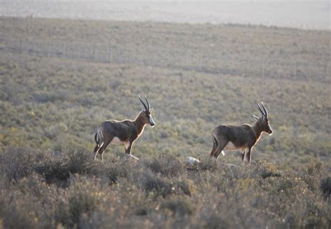 Mont Eco Game Reserve in Montagu, Western Cape