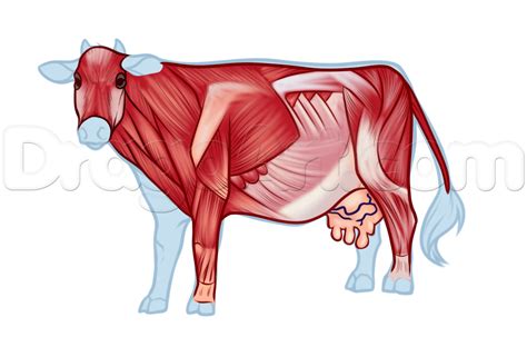 cow anatomy drawing step 3 Anatomy Models, Muscular System, Muscle Anatomy, Online Drawing ...