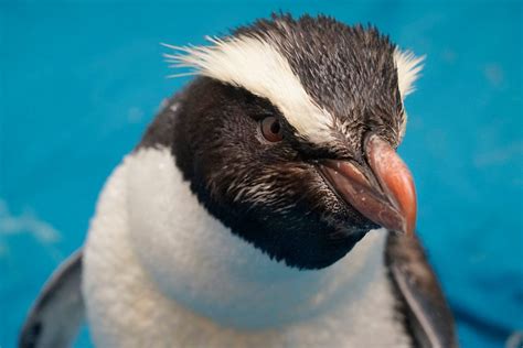 Fiordland crested penguin/tawaki: New Zealand native sea and shore birds: Conservation