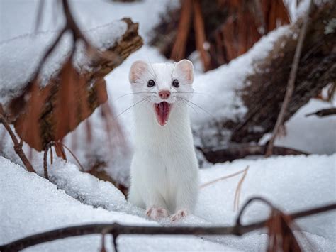 Announcing the winners of the 2022 Canadian Wildlife Photography of the ...