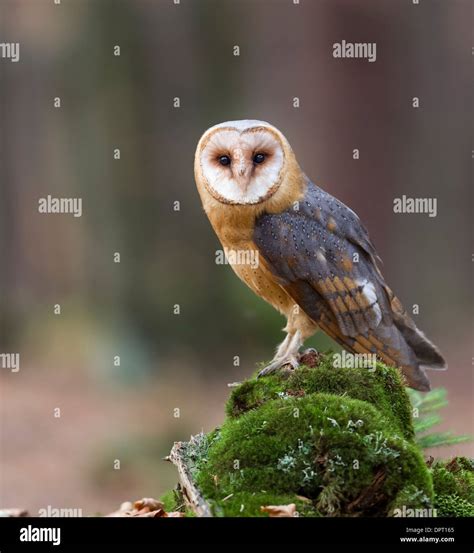 Common barn owl hi-res stock photography and images - Alamy