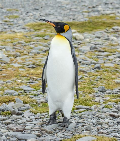 King Penguin Fact Sheet - C.S.W.D