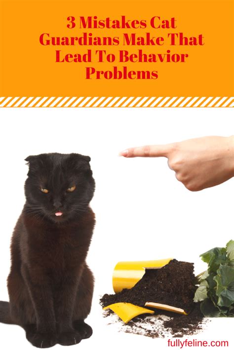 3 Mistakes Cat Guardians Make That Contribute To Cat Behavior Problems ...