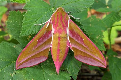 UK moths: Nine of the most colourful and distinctive | Natural History ...